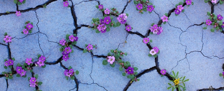 flower-tree-growing-concrete-pavement
